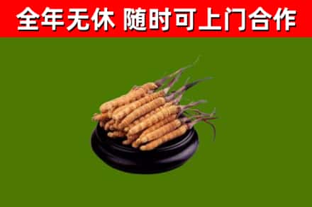 滦南烟酒回收冬虫夏草.jpg