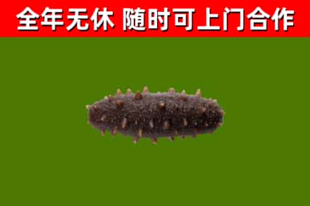 滦南烟酒回收干海参.jpg